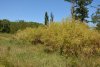 Зелёная зона в п.Кучугуры (12)