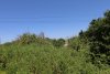 Зелёная зона в п.Кучугуры (5)