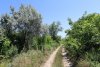 Лох узколистный в зелёной зоне в п.Кучугуры (10)