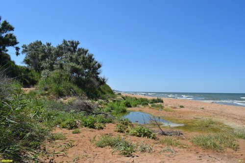 Зелёная зона в п.Кучугуры (4)