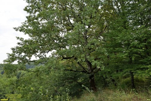 Зелёная зона в с.Шаумян (2)