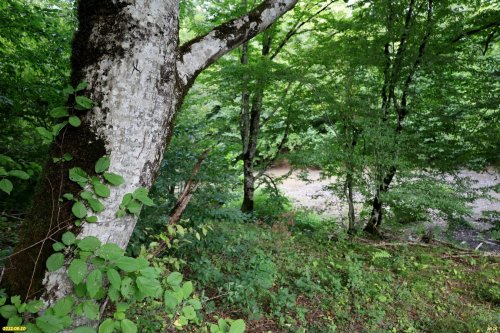 Зелёная зона в с.Шаумян (2)