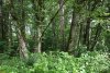 Зелёная зона в х.Шубинка (1)