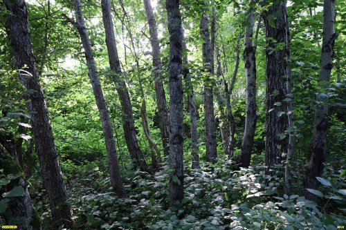 Зелёная зона в с.Георгиевское (10)