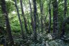 Зелёная зона в с.Георгиевское (10)