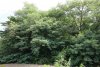 Зелёная зона в с.Анастасиевка (1)