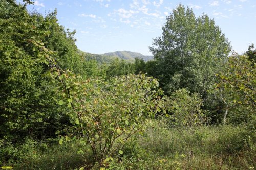 Куйбышевский лес 