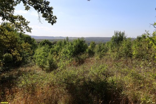 Дальний лес