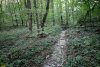 Каменистое дно балки, рассекающей Дальний лес с востока на запад