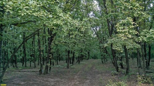 Урочище Горки