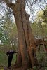 Огромный тополь белый в Урочище Копытце