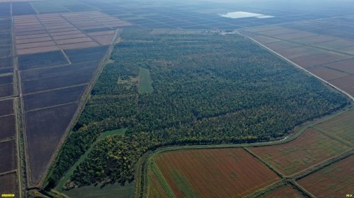 Чебургольский лес