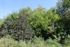 Зелёная зона в ст.Чебургольской (4)