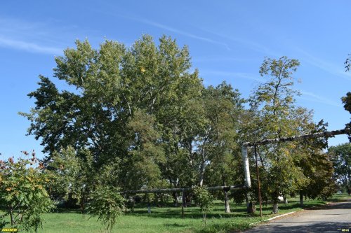 Зелёная зона в ст.Чебургольской (5)