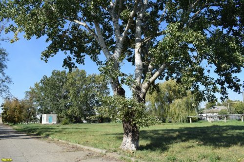 Зелёная зона в ст.Чебургольской (5)