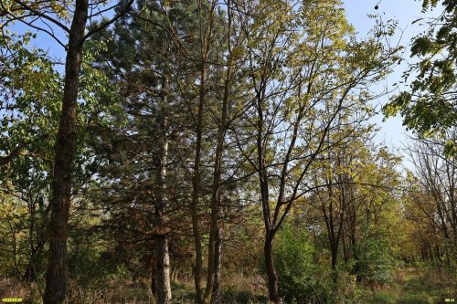 Зелёная зона в ст.Чебургольской (7)