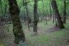 Ладожский лес