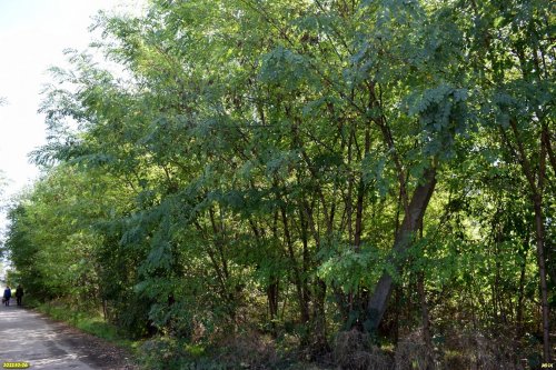Зелёная зона в п.Вимовец (2)