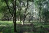 Ладожский лес: Восточный кластер