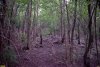 Зелёная зона в х.Финогеновский (1)