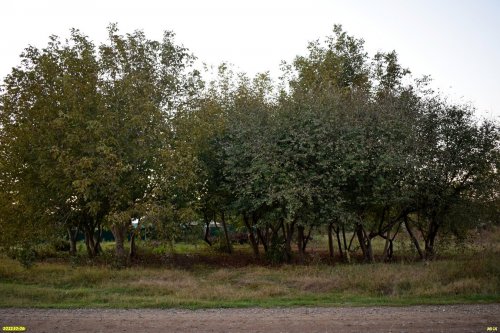 Зелёная зона в х.Финогеновский (дополнительная)