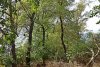 Зелёная зона в п.Вимовец (4)