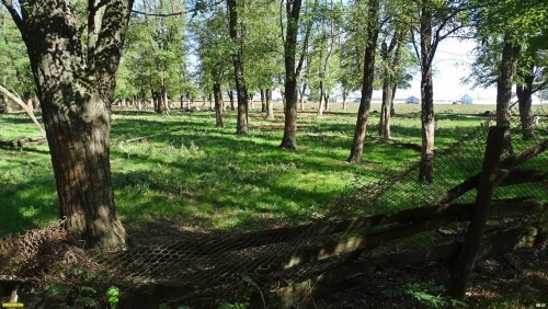 Зелёная зона в п.Вимовец (7)