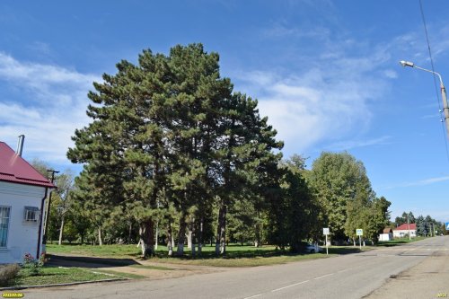 Зелёная зона в п.Вимовец (1)