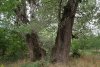 Зелёная зона в п.Забойский (3)
