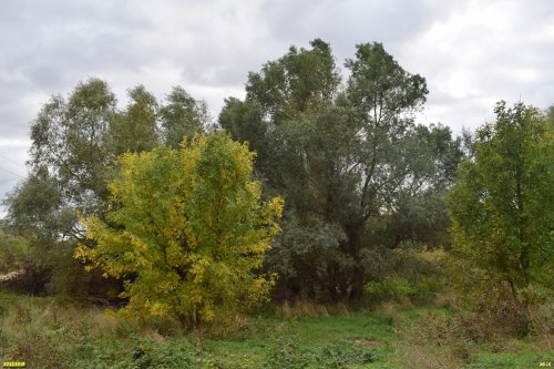Зелёная зона в п.Забойский (4)