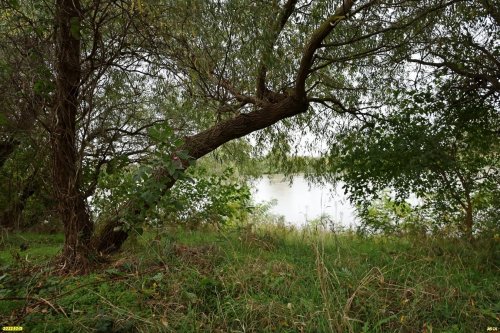 Деревянковский лес