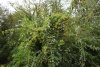 Зелёная зона в х.Деревянковка (3)