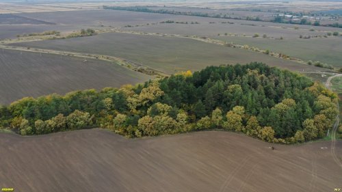Коробкинская сосновая роща