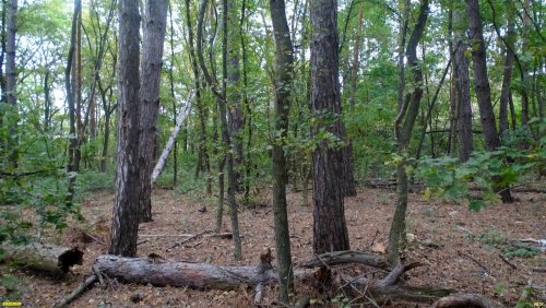 Коробкинская сосновая роща