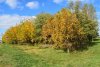 Зелёная зона в ст.Калининской (2)