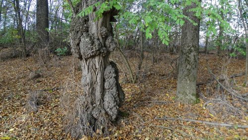 Зелёная зона в х.Журавлёвка (9)