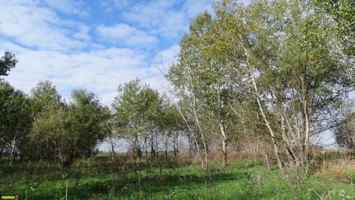 Зелёная зона в ст.Калининской (6)