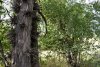 Зелёная зона в ст.Калининской (дополнительная)