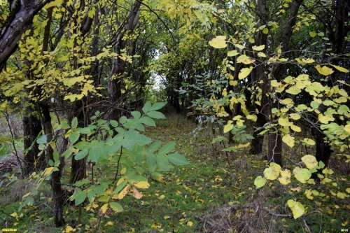 Вороний лес