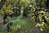 Вороний лес
