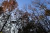 Северо-Пластуновский лес