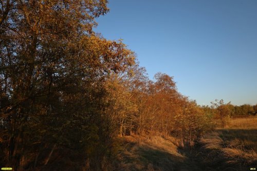 Зелёная зона в ст.Пластуновской (29)