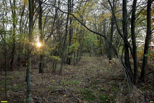 Зелёная зона в ст.Пластуновской (29)