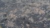 Колок на кургане (дополнительная потенциальная ООПТ): норы грызунов