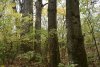 Прижелезнодорожный лес