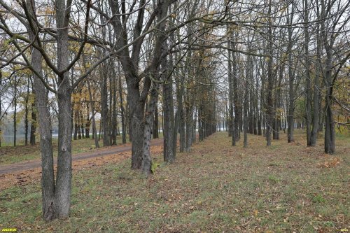 Зелёная зона в ст.Пластуновской (41)
