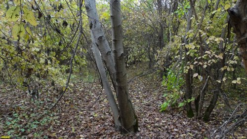 Зелёная зона в ст.Пластуновской (40)