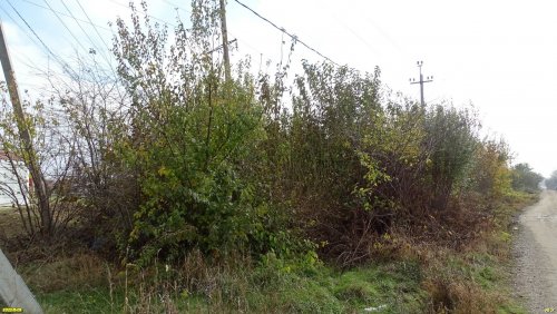 Зелёная зона в ст.Пластуновской (9)