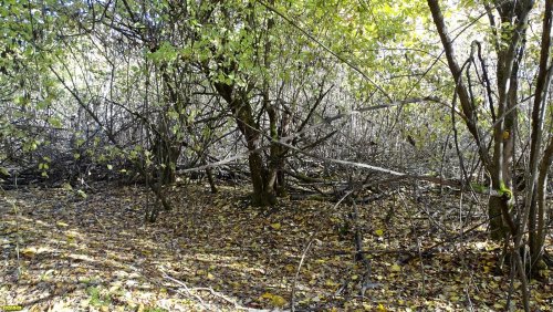 Зелёная зона в ст.Пластуновской (10)
