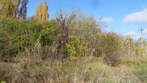 Зелёная зона в ст.Пластуновской (10)